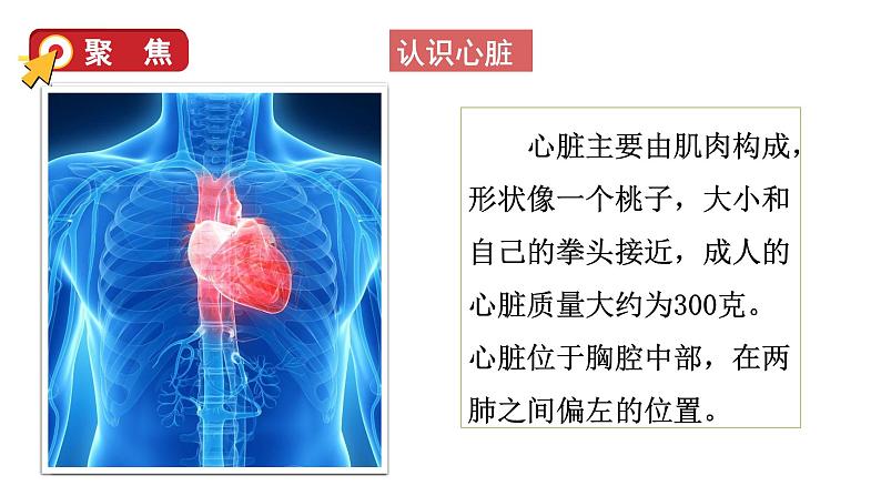 4.3 心脏和血液（课件+音视频素材）07