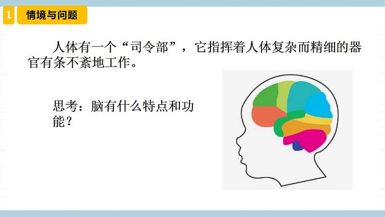 冀人版科学五年级上册 6.《人体的司令部》课件+素材03