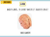冀人版科学五年级上册 6.《人体的司令部》课件+素材