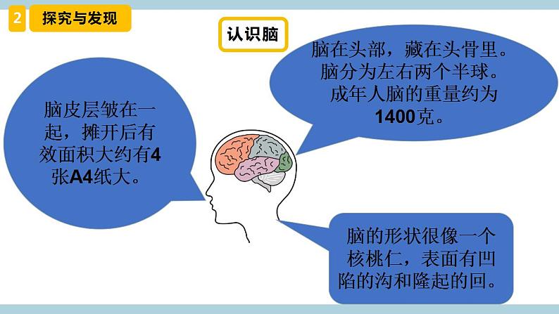 冀人版科学五年级上册 6.《人体的司令部》课件+素材06