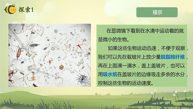 1.6 观察水中微小的生物（课件）-2023-2024学年六年级科学上册同步备课（教科版）05