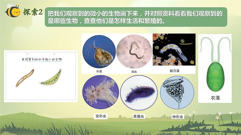 1.6 观察水中微小的生物（课件）-2023-2024学年六年级科学上册同步备课（教科版）07