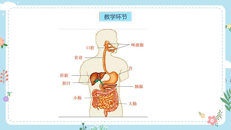 【核心素养目标】教科版小学科学四年级上册第二单元第2.8课时《食物在身体里的旅行》课件+教案+同步练习（含答案和教学反思）06