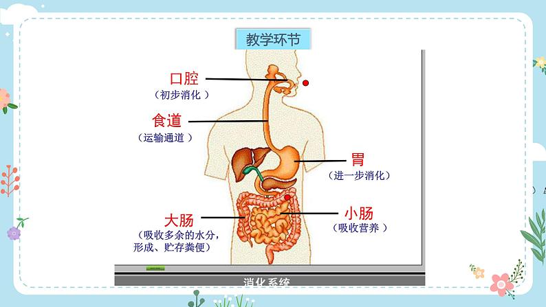 【核心素养目标】教科版小学科学四年级上册第二单元第2.8课时《食物在身体里的旅行》课件+教案+同步练习（含答案和教学反思）07