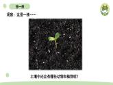 小学科学教科版二年级上册第一单元2《土壤——动植物的乐园》教学课件（2023秋新课标版）