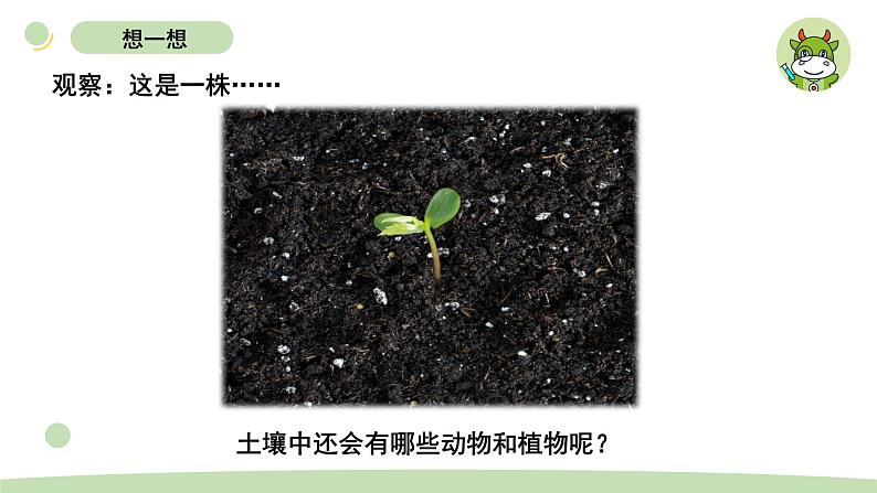 小学科学教科版二年级上册第一单元2《土壤——动植物的乐园》教学课件（2023秋新课标版）第2页