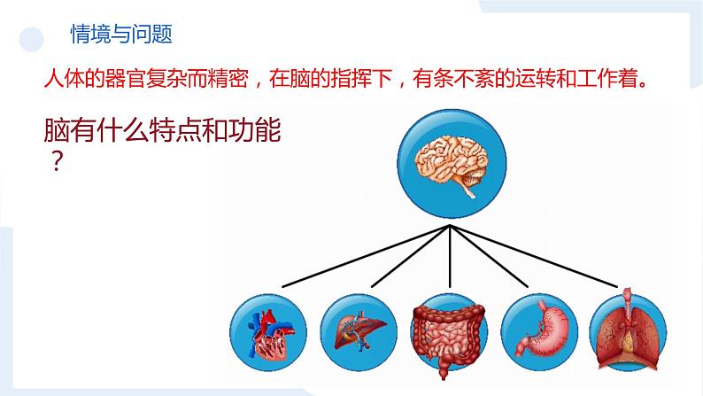 冀人版科学五年级上册2.6人体的司令部（课件+教案）03