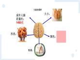 冀人版科学五年级上册2.6人体的司令部（课件+教案）