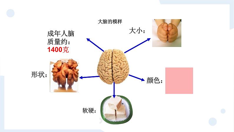 冀人版科学五年级上册2.6人体的司令部（课件+教案）05