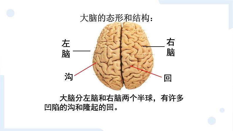 冀人版科学五年级上册2.6人体的司令部（课件+教案）06