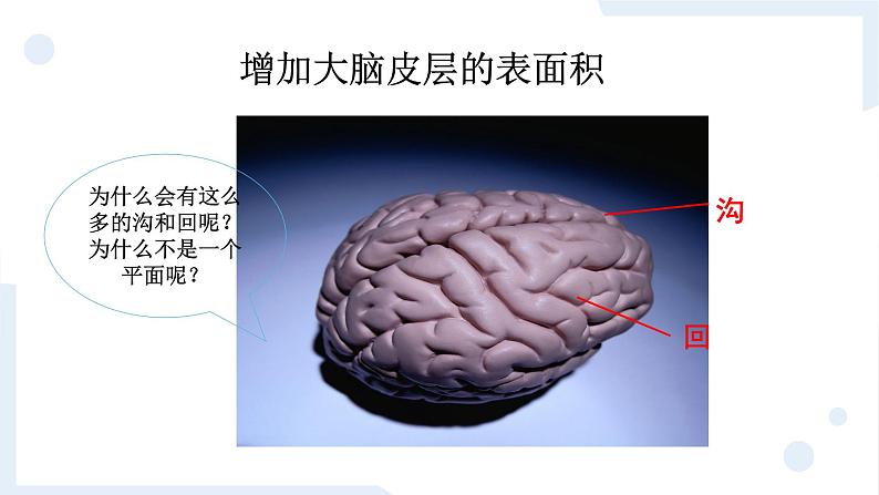 冀人版科学五年级上册2.6人体的司令部（课件+教案）07