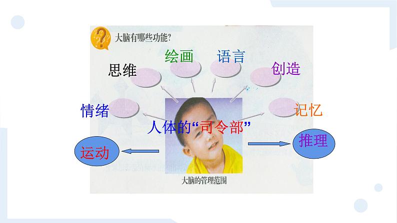 冀人版科学五年级上册2.6人体的司令部（课件+教案）08