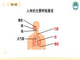 小学科学教科版四年级上册第二单元1感受我们的呼吸教学课件（2023秋新课标版）