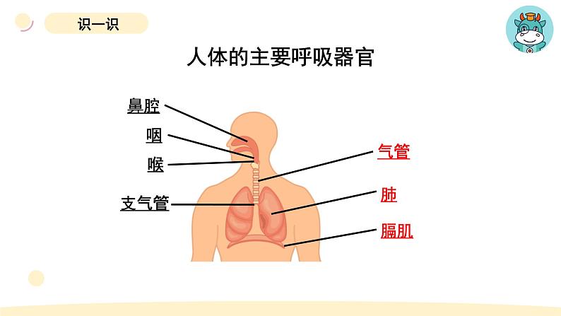 小学科学教科版四年级上册第二单元1感受我们的呼吸教学课件（2023秋新课标版）04