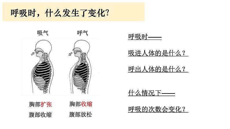 小学科学教科版四年级上册第二单元2呼吸与健康生活教学课件（2023秋新课标版）02