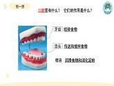 小学科学教科版四年级上册第二单元7食物在口腔里的变化教学课件（2023秋新课标版）
