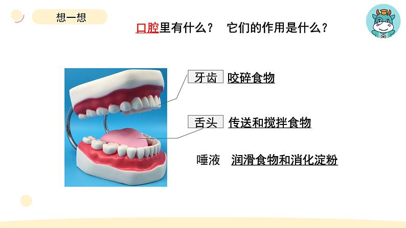 小学科学教科版四年级上册第二单元7食物在口腔里的变化教学课件（2023秋新课标版）第5页