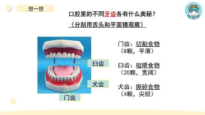 小学科学教科版四年级上册第二单元7食物在口腔里的变化教学课件（2023秋新课标版）第6页