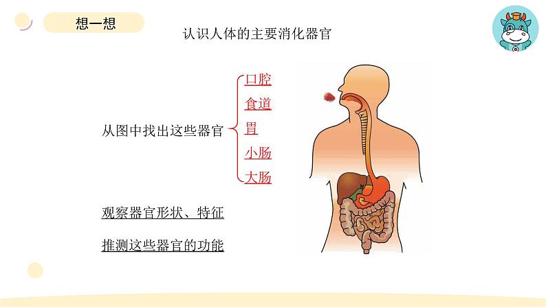 小学科学教科版四年级上册第二单元8食物在身体里的旅行教学课件（2023秋新课标版）04