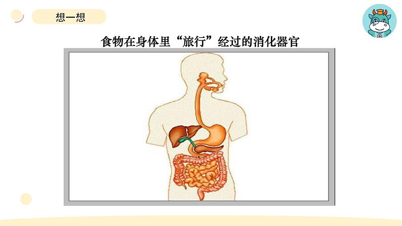 小学科学教科版四年级上册第二单元8食物在身体里的旅行教学课件（2023秋新课标版）05