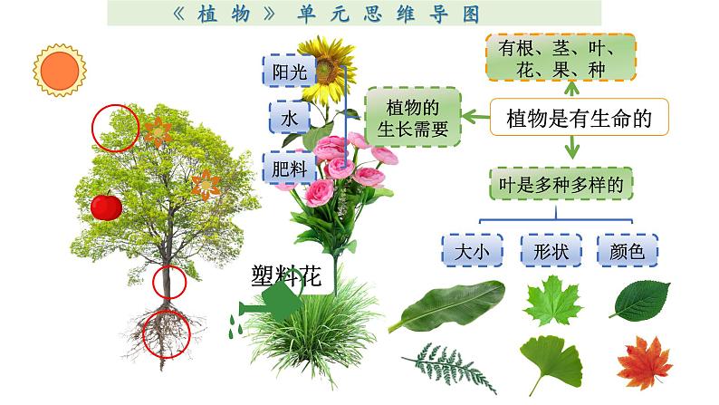 小学科学教科版一年级上册第一单元《植物》整理课件（2023秋新课标版）第3页