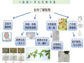 小学科学教科版一年级上册第一单元《植物》整理课件（2023秋新课标版）