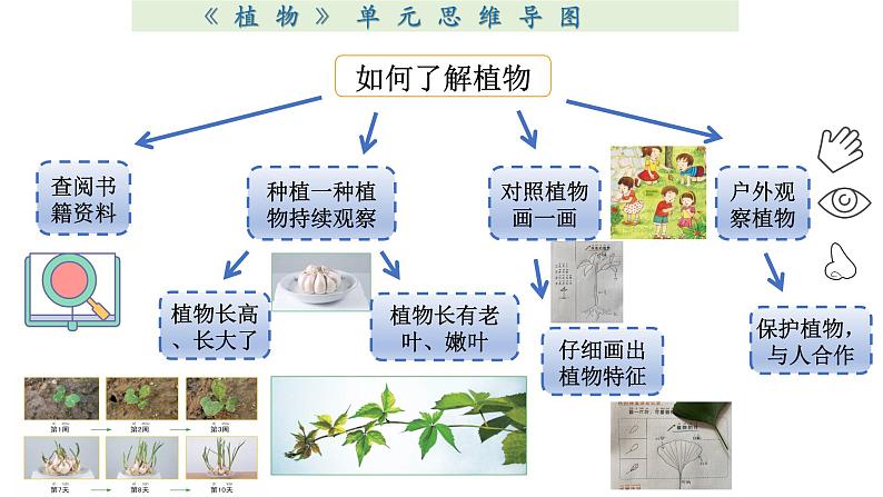 小学科学教科版一年级上册第一单元《植物》整理课件（2023秋新课标版）第4页