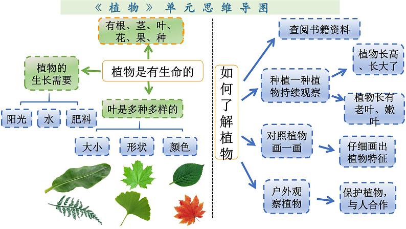 小学科学教科版一年级上册第一单元《植物》整理课件（2023秋新课标版）第6页