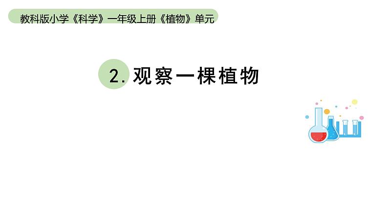 小学科学教科版一年级上册第一单元2《观察一棵植物》教学课件（2023秋新课标版）第1页