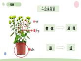 小学科学教科版一年级上册第一单元2《观察一棵植物》教学课件（2023秋新课标版）