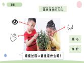 小学科学教科版一年级上册第一单元2《观察一棵植物》教学课件（2023秋新课标版）