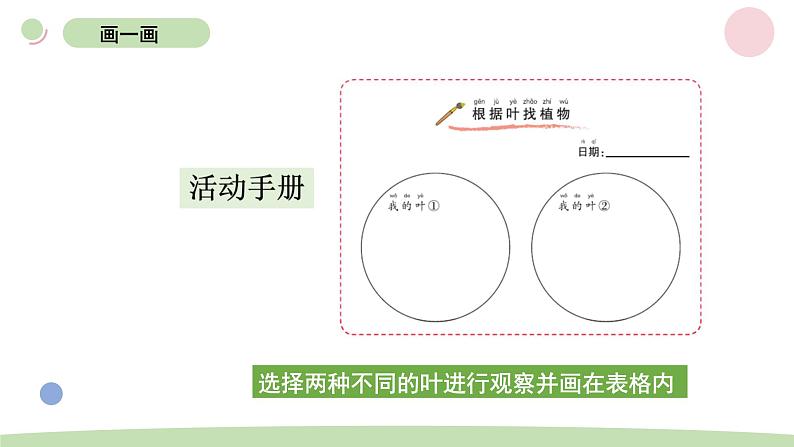 小学科学教科版一年级上册第一单元4《这是谁的叶》教学课件（2023秋新课标版）06