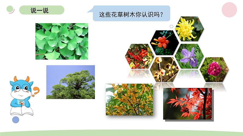 小学科学教科版一年级上册第一单元1《我们知道的植物》教学课件（2023秋新课标版）03