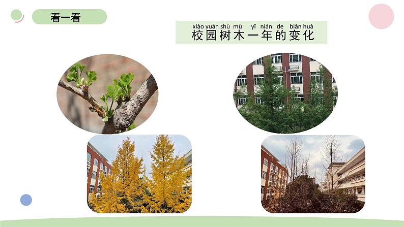 小学科学教科版一年级上册第一单元5植物是“活”的吗教学课件（2023秋新课标版）第6页