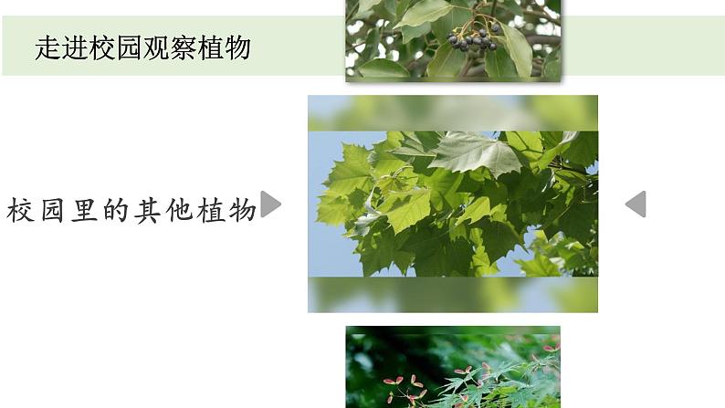 小学科学教科版一年级上册第一单元6《校园里的植物》教学课件（2023秋新课标版）第4页