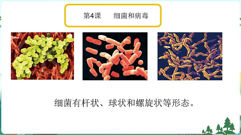 新青岛版科学六上 第二单元复习PPT第3页