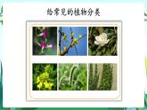 湘科版科学六年级上册 1.1 阳光下的植物 课件+教案