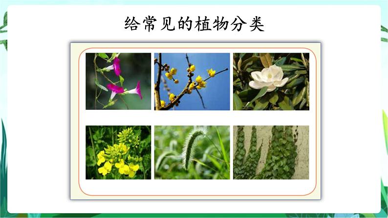 湘科版科学六年级上册 1.1 阳光下的植物 课件+教案03