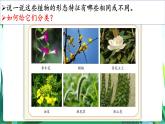 湘科版科学六年级上册 1.1 阳光下的植物 课件+教案