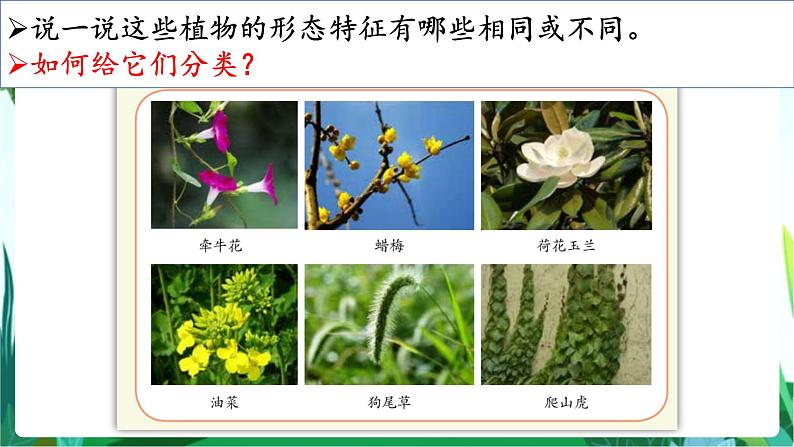 湘科版科学六年级上册 1.1 阳光下的植物 课件+教案04