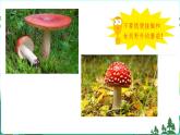 新青岛版六年级上册第5课蘑菇和木耳PPT课件+视频素材