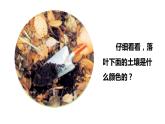 小学科学苏教版三年级上册第二单元3《肥沃的土壤》教学课件（2023秋）