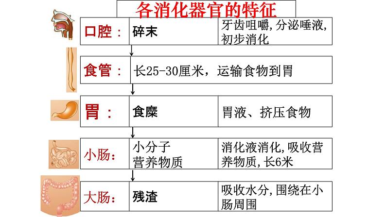 小学科学苏教版三年级上册第五单元3《食物的旅行》教学课件（2023秋）第5页