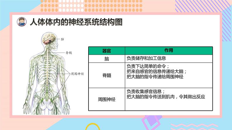 小学科学苏教版五年级上册18《从刺激到反应》教学课件（2023秋）07