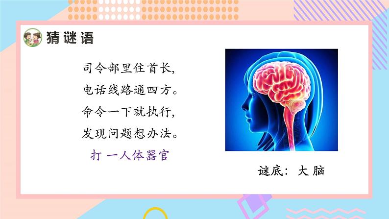 小学科学苏教版五年级上册19《我们的大脑》教学课件（2023秋）第2页