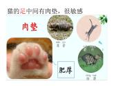 青岛出版社小学科学三年级上册第一课《动物的四肢》优质课件