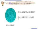 小学科学教科版六年级上册《微小世界》单元第5课《观察更多的生物细胞》教学课件（2023秋新课标版）