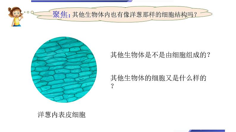 小学科学教科版六年级上册《微小世界》单元第5课《观察更多的生物细胞》教学课件（2023秋新课标版）第2页