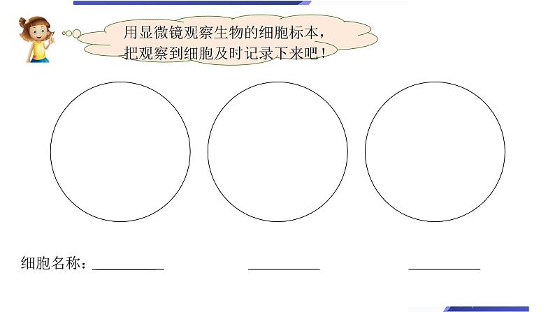 小学科学教科版六年级上册《微小世界》单元第5课《观察更多的生物细胞》教学课件（2023秋新课标版）第4页