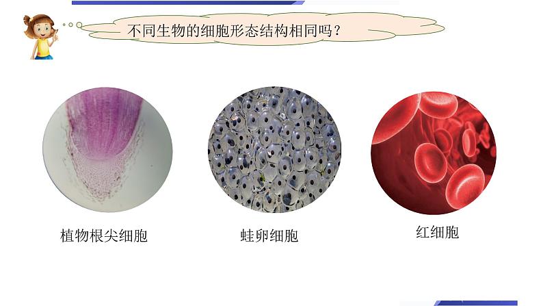 小学科学教科版六年级上册《微小世界》单元第5课《观察更多的生物细胞》教学课件（2023秋新课标版）第6页